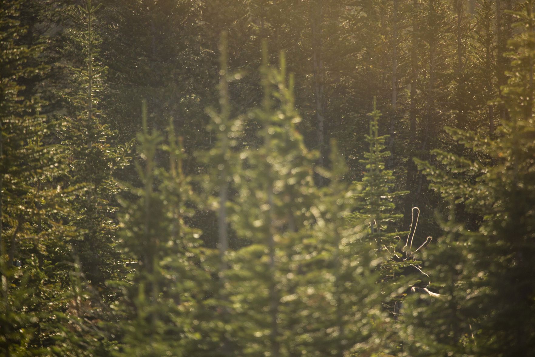 Old-growth dependents